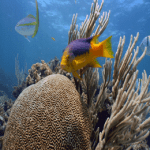 local diving