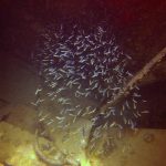 local dive sites 02