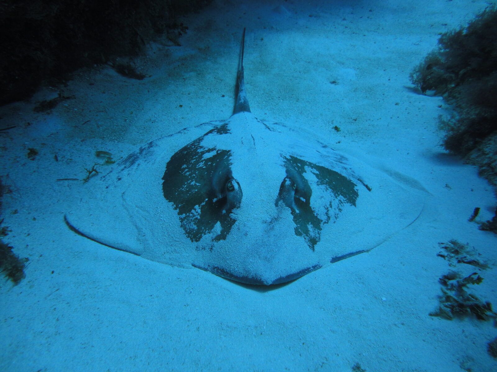ray big 2