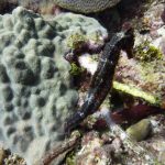 sea horse
