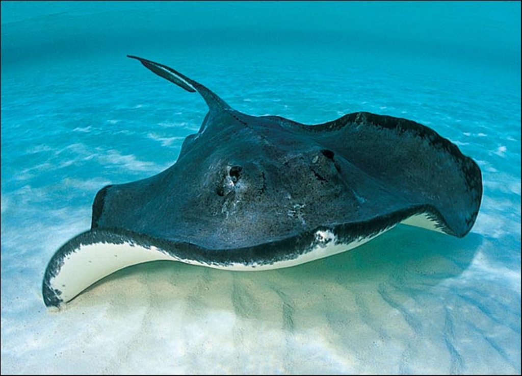 stingray 1